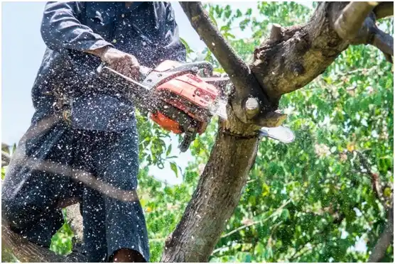 tree services Duboistown